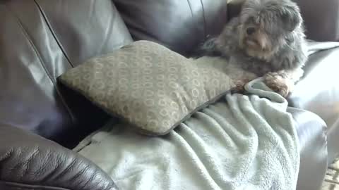 66bear online show from January 19, 6:32 pm