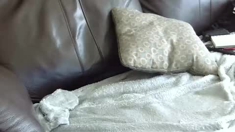 66bear online show from January 31, 6:57 pm