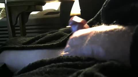 bear4146 online show from February 6, 2:37 pm