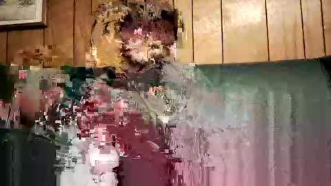 Snapshot of bigwytecock1979 chatting on February 3, 1:52 am bigwytecock1979 online show from February 3, 1:52 am