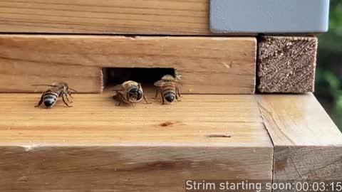 Booker Baxton online show from March 4, 4:08 am