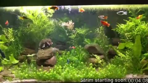 Booker Baxton online show from April 7, 3:06 am