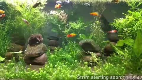 Booker Baxton online show from February 17, 4:00 am