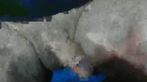 bossram160 online show from November 29, 3:14 pm