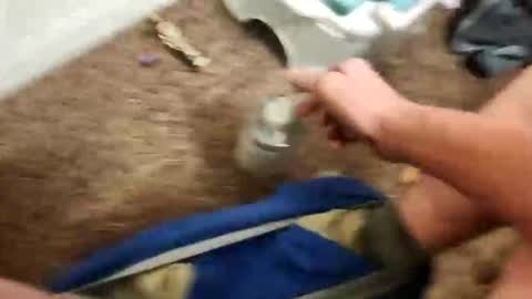 clintontaurus5189 online show from February 8, 5:57 am