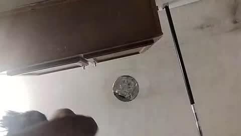 dixonbird41 online show from March 3, 7:05 am