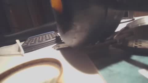 EZCODA online show from January 11, 11:41 pm