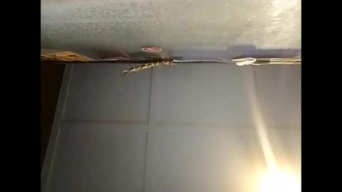 Warwick online show from December 1, 7:33 am