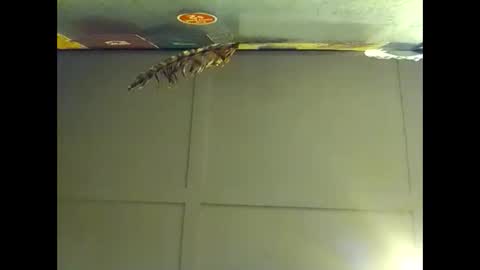 Warwick online show from November 1, 8:29 am