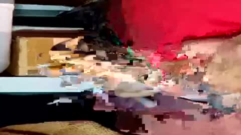 gnx666 online show from January 16, 5:21 am