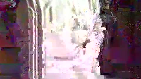 greyhounddog online show from April 12, 9:11 am