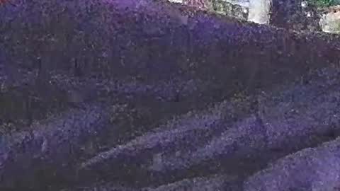 jedishy925585 online show from July 25, 2:30 am