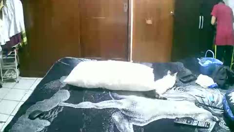 J Prez Official online show from September 20, 9:53 am