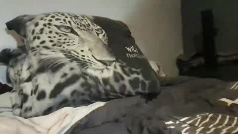 Lex6699 online show from March 31, 7:37 pm