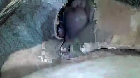 mexianthehawk online show from November 3, 11:25 am