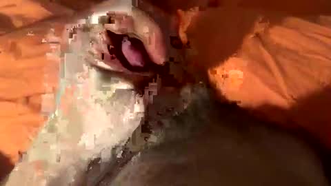 mickdicks205129 online show from February 5, 10:33 pm