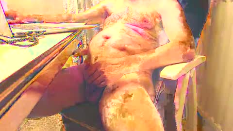 pino477 online show from October 13, 8:15 pm