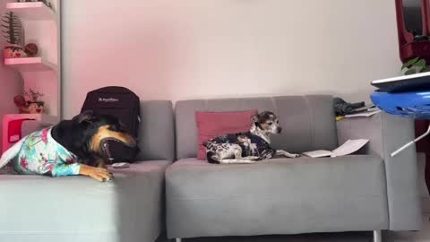 skinnylatin69 online show from January 31, 6:36 pm