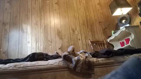 straighttoy online show from November 3, 3:25 pm