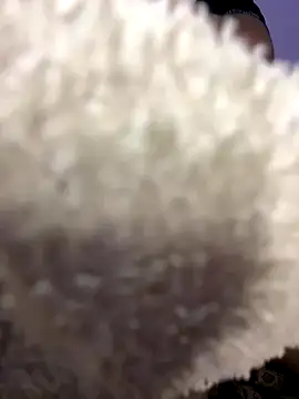 king cum  online show from October 28, 1:35 pm