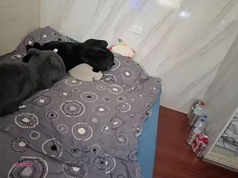 Snapshot of bbhiShark chatting on September 28, 5:27 am bbhiShark online show from September 28, 5:27 am