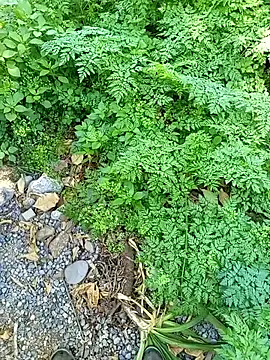 Snapshot of angelcachondo199211 chatting on October 13, 4:46 pm angelcachondo199211 online show from October 13, 4:46 pm