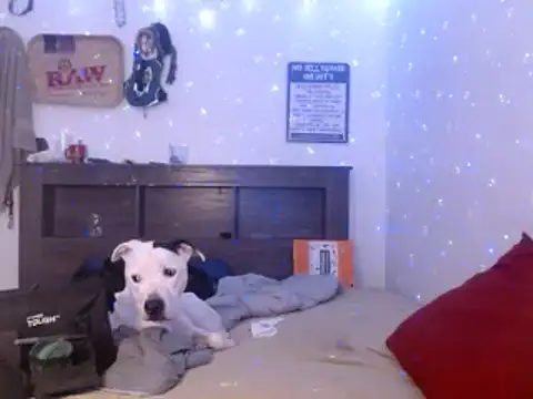 Buffshagswell online show from January 7, 2:22 am