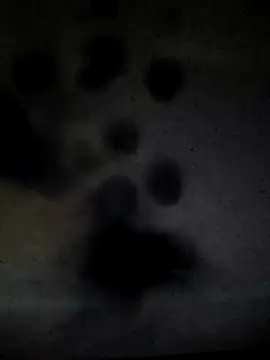 Leocesar37 online show from March 19, 5:21 am