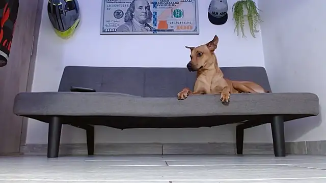 boss of cash online show from May 6, 12:22 am
