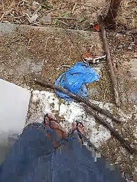 paugrosso553 online show from September 22, 11:43 am