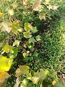 himvilohi08 online show from November 13, 3:22 am