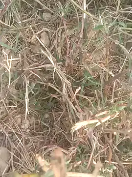 perplexedsoul online show from December 1, 9:12 am