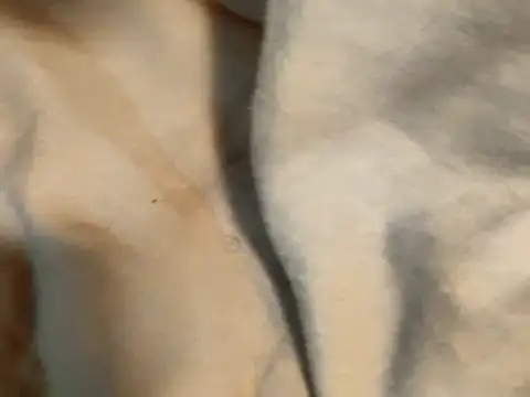 Pollagorda 34877 online show from November 19, 12:38 pm