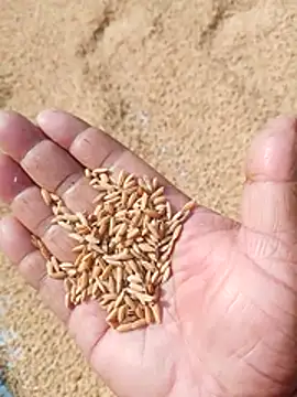 CatchingBouquet online show from November 22, 5:07 am