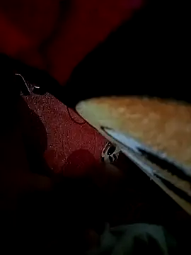 K0nt01Cr00t online show from September 21, 1:55 pm