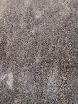 nagepalli online show from November 29, 3:30 am