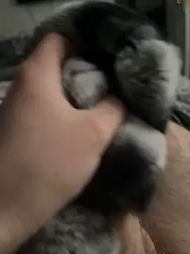 Snapshot of Furdale chatting on February 3, 3:06 pm Furdale online show from February 3, 3:06 pm