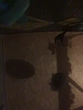 timmy88809 online show from February 9, 1:10 am